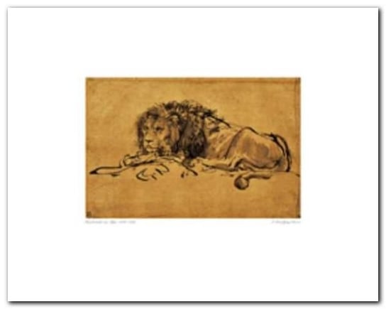 A Lion Lying Down plakat obraz 50x40cm Wizard+Genius