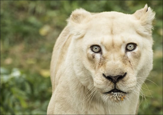 A lioness, one of the prized animals at the Cincinnati Zoo and Botanical Garden, Carol Highsmith - plakat 70x50 cm Galeria Plakatu