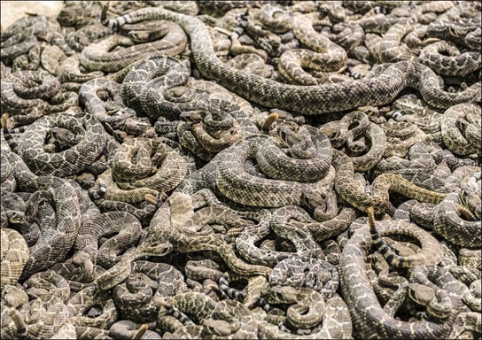 A literal pit of vipers at the "World’s Largest Rattlesnake Roundup" in Sweetwater, Texas., Carol Highsmith - plakat 100x70 cm Galeria Plakatu