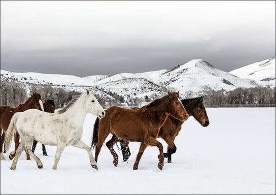A mixed herd of wild and domesticated horses frolics on the Ladder Livestock ranch, at the Wyoming-Colorado border., Carol Highsmith - plakat 100x70 cm Galeria Plakatu
