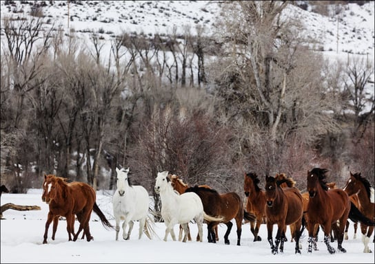 A mixed herd of wild and domesticated horses frolics on the Ladder Livestock ranch, at the Wyoming-Colorado border., Carol Highsmith - plakat 30x20 cm Galeria Plakatu