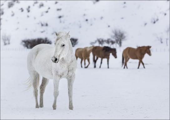 A mixed herd of wild and domesticated horses frolics on the Ladder Livestock ranch, at the Wyoming-Colorado border., Carol Highsmith - plakat 59,4x42 cm Galeria Plakatu