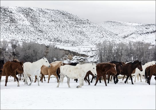 A mixed herd of wild and domesticated horses frolics on the Ladder Livestock ranch, at the Wyoming-Colorado border., Carol Highsmith - plakat 84,1x59,4 cm Galeria Plakatu