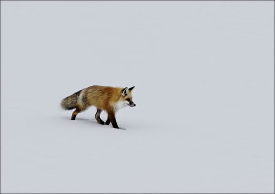 A red fox prowls for voles, hidden beneath the snow, Carol Highsmith - plakat 100x70 cm Galeria Plakatu