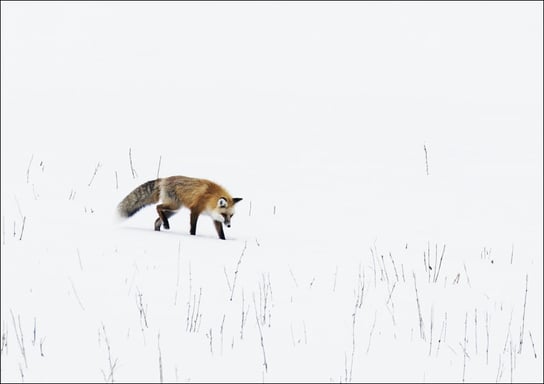 A red fox prowls for voles, hidden beneath the snow, in Yellowstone National Park in the western U.S. state of Wyoming., Carol Highsmith - plakat 100x70 cm Galeria Plakatu