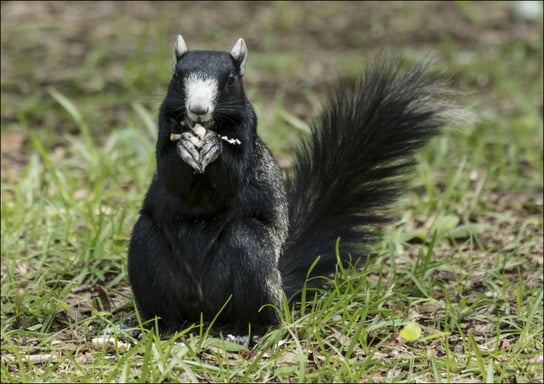 A squirrel at the Lowcountry Trail, Carol Highsmith - plakat 59,4x42 cm Galeria Plakatu