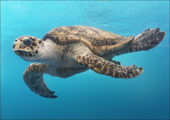 A turtle glides through the water at the Texas State Aquarium in Corpus Christi., Carol Highsmith - plakat 42x29,7 cm Galeria Plakatu