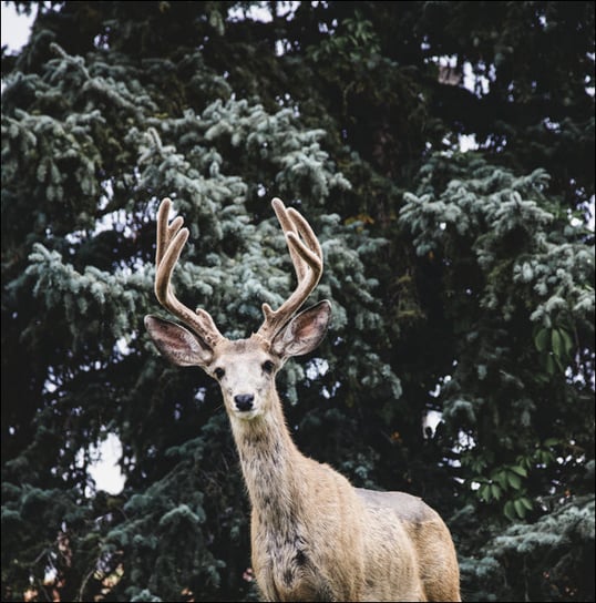 A very real, very live, very tame deer in a small park the heart of the Casper College campus in Casper, Wyoming - plakat 60x60 cm Galeria Plakatu