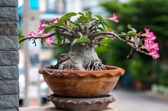 Adenium Mini Baobab Róża Pustyni drzewko P6 DIXIE STORE