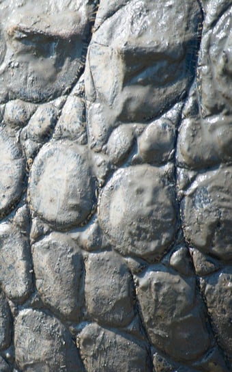 Alive! Crocodile Skin - Natural and Muddy - Photo Art Notebooks (5 X 8 Series) Jansson Eva-Lotta