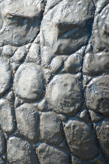 Alive! Crocodile Skin - Natural and Muddy - Photo Art Notebooks (6 X 9 Series) Jansson Eva-Lotta