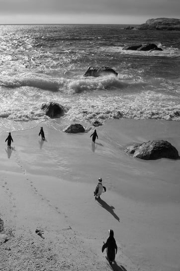Alive! Little Penguin Friends - Black and White - Photo Art Notebooks (6 X 9 Series) Jansson Eva-Lotta