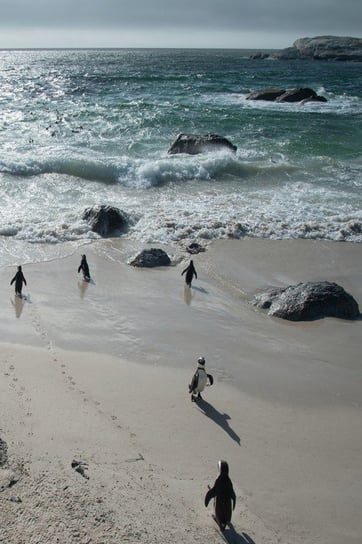 Alive! little penguin friends - Natural and shiny - Photo Art Notebooks (6 x 9 series) Eva-Lotta Jansson