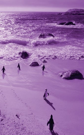 Alive! Little Penguin Friends - Violet Duotone - Photo Art Notebooks (5 X 8 Series) Jansson Eva-Lotta