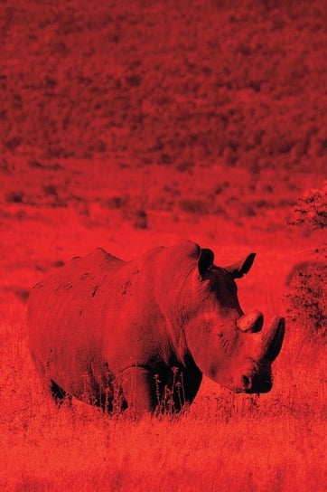 Alive! White Rhino - Red Duotone - Photo Art Notebooks (6 X 9 Series) Jansson Eva-Lotta
