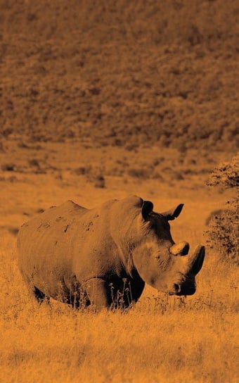Alive! White Rhino - Sepia - Photo Art Notebooks (5 X 8 Series) Jansson Eva-Lotta