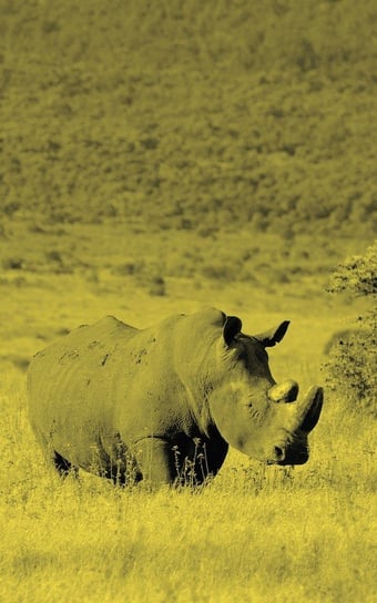 Alive! White Rhino - Yellow Duotone - Photo Art Notebooks (5 X 8 Series) Jansson Eva-Lotta