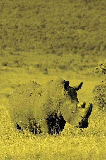 Alive! White Rhino - Yellow Duotone - Photo Art Notebooks (6 X 9 Version) Jansson Eva-Lotta