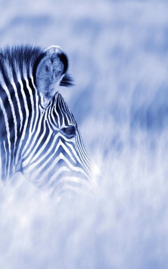 Alive! Zebra Stripes - Blue Duotone - Photo Art Notebooks (5 X 8 Series) Jansson Eva-Lotta