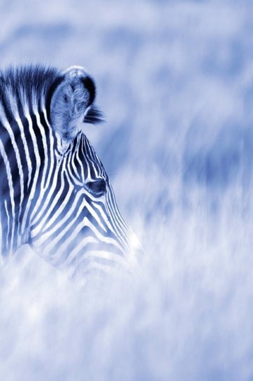Alive! Zebra Stripes - Blue Duotone - Photo Art Notebooks (6 X 9 Series) Jansson Eva-Lotta