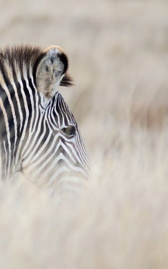 Alive! zebra stripes - Natural - Photo Art Notebooks (5 x 8 series) Eva-Lotta Jansson