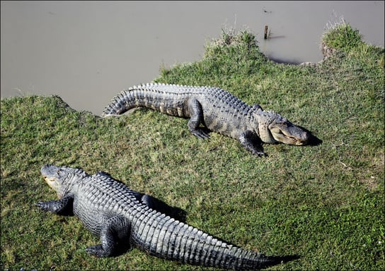 Alligator Alley has 20 acres of natural cypress swamp land, where alligators roam freely in a protected environment, Carol Highsmith - plakat 100x70 cm Galeria Plakatu