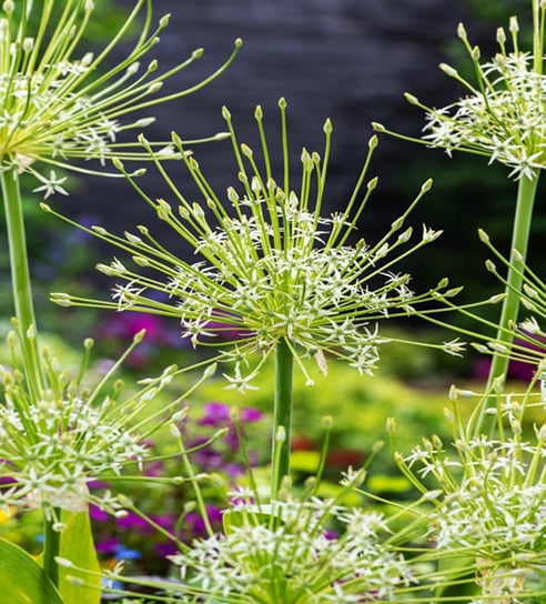 Allium Czosnek Artic Snow 1 szt cebulki cebule Inna marka