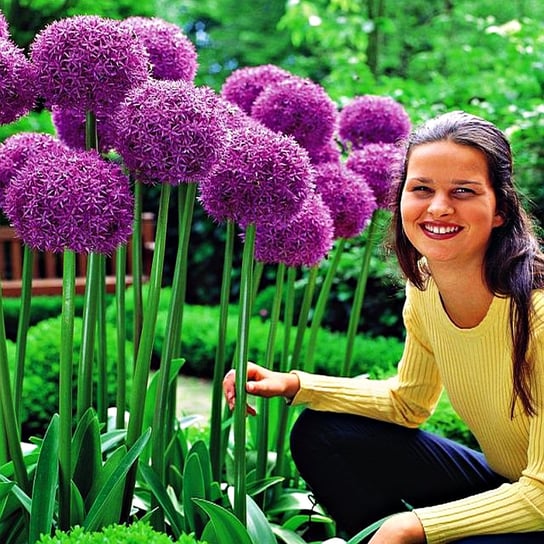 Allium Czosnek Ozdobny Globemaster 1 szt cebulki BENEX