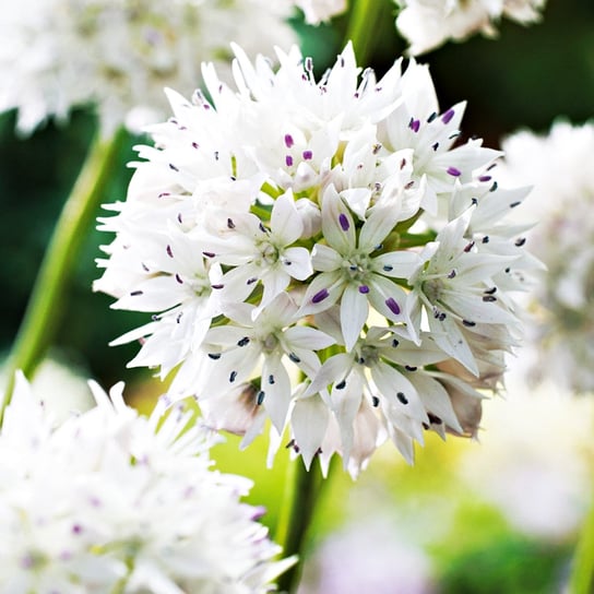 Allium Czosnek Ozdobny Gracefull 3 szt cebulki Inna marka