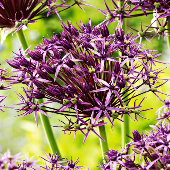 Allium Czosnek Ozdobny Metallic Shine 1szt cebulki Inna marka