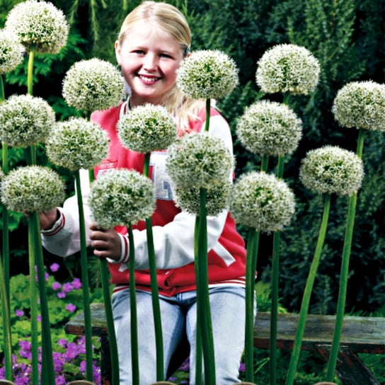 Allium Czosnek Ozdobny White Giant 1 szt cebulki Inna marka