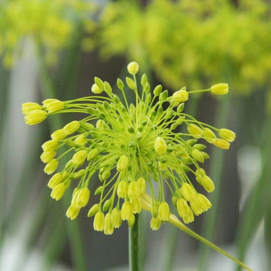 Allium Czosnek Ozdobny Yellow Fantasy 3 szt cebule Inna marka