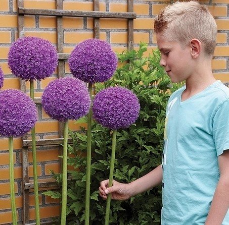 Allium Gladiator Czosnek 'Gladiator' Inna marka