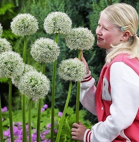 Allium Mont Blanc Czosnek 'Mont Blanc' Inna marka