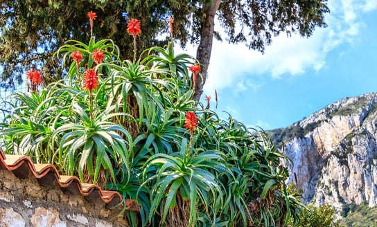 Aloes Drzewiasty Aloe Arborescens Leczniczy P12 DIXIE STORE