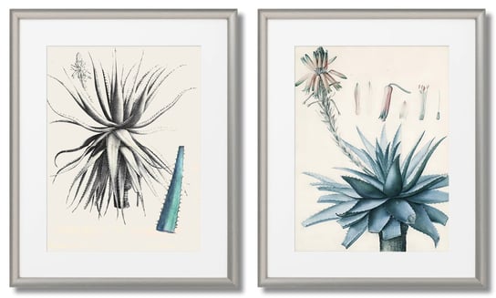 Aloes, Plakaty Botaniczne Z Atlasu DEKORAMA