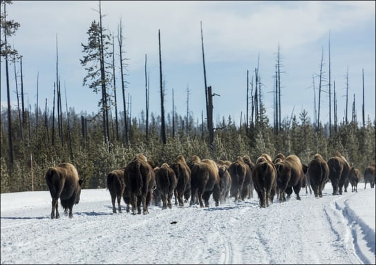 American bison, or buffaloes, Carol Highsmith - plakat 70x50 cm Galeria Plakatu