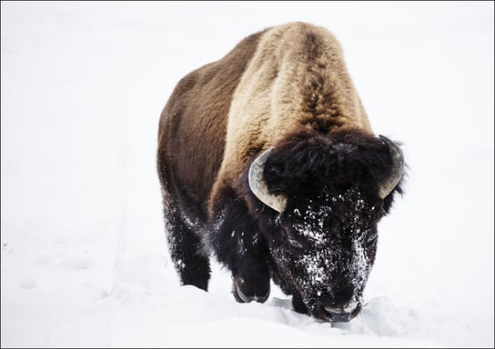 American bison, or buffaloes, in Yellowstone National Park in the northwest corner of Wyoming., Carol Highsmith - plakat 29,7x21 cm Galeria Plakatu