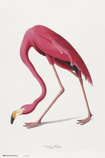 American Flamingo - plakat 61x91,5 cm Grupoerik