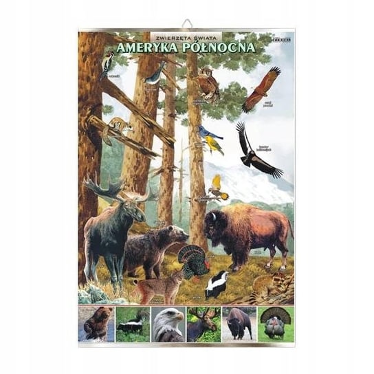 Ameryka Północna zwierzęta plansza plakat VISUAL System