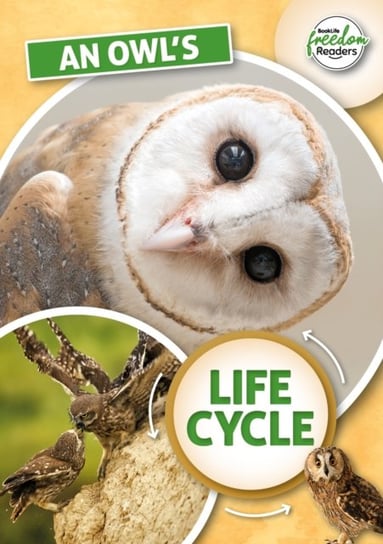 An Owls Life Cycle Madeline Tyler