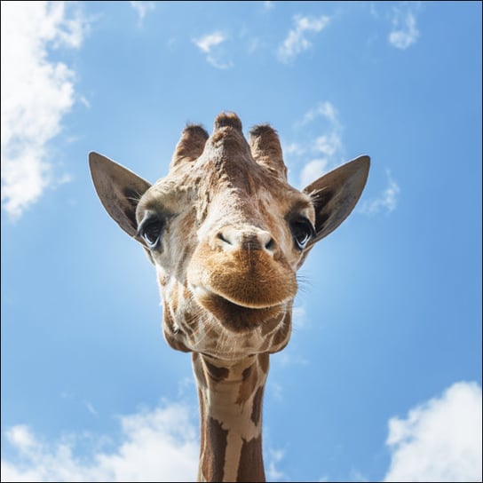 An up-close look at a giraffe at the Gladys Porter Zoo in Brownsville, Texas., Carol Highsmith - plakat 60x60 cm Galeria Plakatu