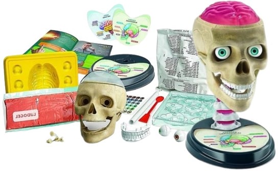 Anatomia Człowieka Model Czaszki Zabawa I Nauka Dla Dzieci Zabawki Kreatywne Naukowe Zestawy Clementoni