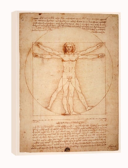 Anatomia, Leonardo da Vinci - obraz na płótnie 60x90 cm Galeria Plakatu