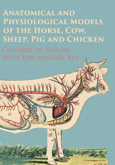 Anatomical and Physiological Models of the Horse, Cow, Sheep, Pig and Chicken - Colored to Nature - With Explanatory Key Anon