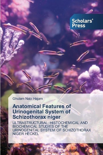 Anatomical Features of Urinogenital System of Schizothorax Niger Hajam Ghulam Nabi
