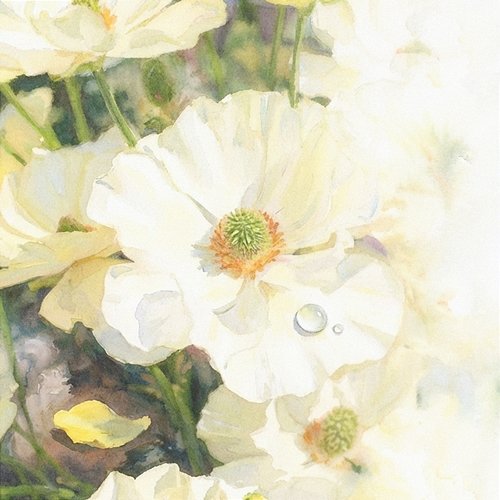 Anemone Novelbright