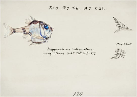 Antique drawing watercolor common hatchetfish marine life, F. E. Clarke - plakat 42x29,7 cm Galeria Plakatu