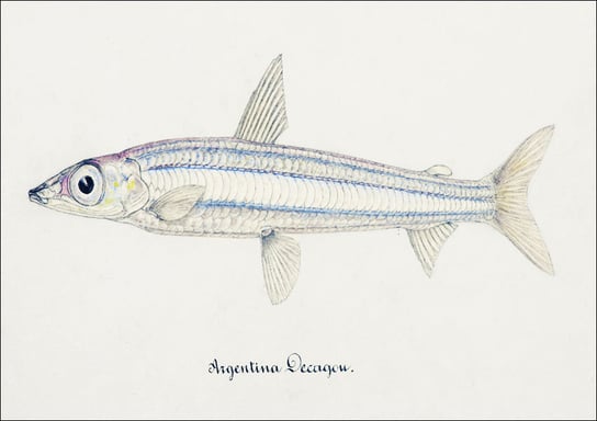 Antique drawing watercolor fish Argentina Elongata marine life, F. E. Clarke - plakat 84,1x59,4 cm Galeria Plakatu