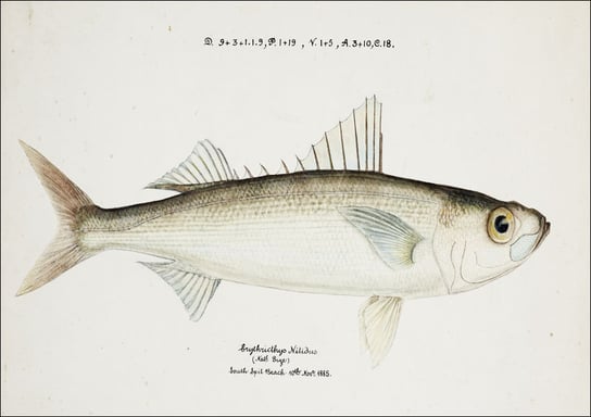 Antique drawing watercolor fish Emmelichthys Nitidus marine life., F. E. Clarke - plakat 29,7x21 cm Galeria Plakatu